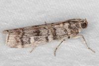 Dioryctria mendacella