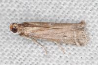 Pempeliella sororiella