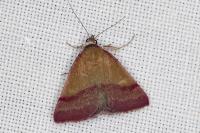 Phytometra viridaria