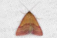 Phytometra viridaria