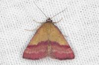 Phytometra viridaria