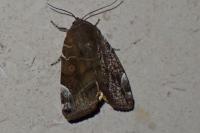 Cosmia affinis