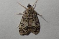 Eudonia lacustrata