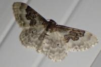 Idaea rusticata