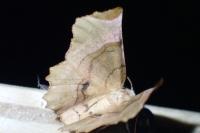 Selenia lunularia