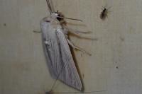 Mythimna impura