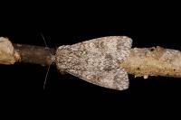 Acronicta megacephala
