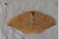 Watsonalla binaria