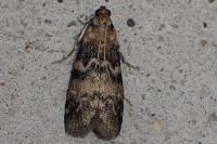 Euzophera pinguis