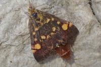 Pyrausta aurata