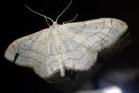 Idaea aversata