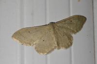 Idaea aversata