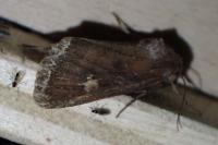 Lacanobia oleracea
