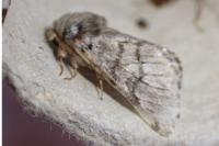 Thaumetopoea pityocampa