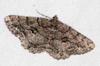 Peribatodes ilicaria ilicaria