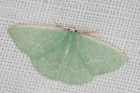 Xenochlorodes olympiaria