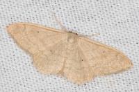 Idaea deversaria