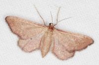 Idaea infirmaria