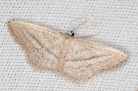 Idaea mediaria