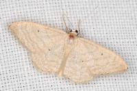 Idaea