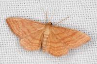 Idaea ochrata