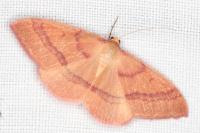 Rhodostrophia calabra