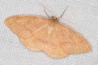 Rhodostrophia calabra