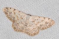 Scopula submutata roseonitens