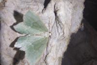 Hemithea aestivaria