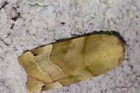 Noctua fimbriata