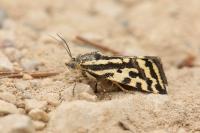 Emmelia trabealis
