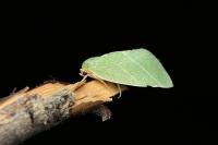 Bena bicolorana