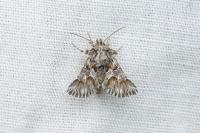 Amephana aurita