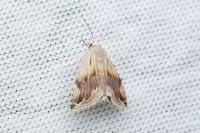 Eublemma ostrina