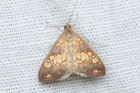 Evergestis politalis/dumerlei/marocana/marionalis