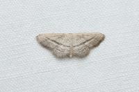 Idaea mediaria
