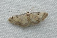 Idaea politaria