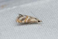 Euchromius anapiellus