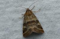 Synthymia fixa