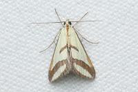 Ephelis pudicalis