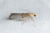 Oxybia transversella