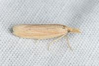 Ematheudes punctella