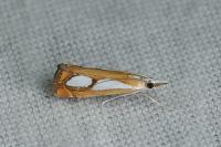 Catoptria pinella