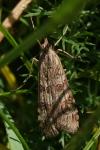 Nomophila noctuella