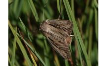 Leucania comma