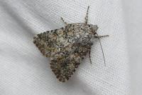 Hadena filograna