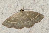 Trisateles emortualis