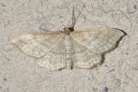 Idaea macilentaria