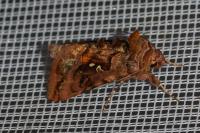 Autographa pulchrina