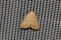 Herminia grisealis